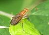 Tetanocera sp.